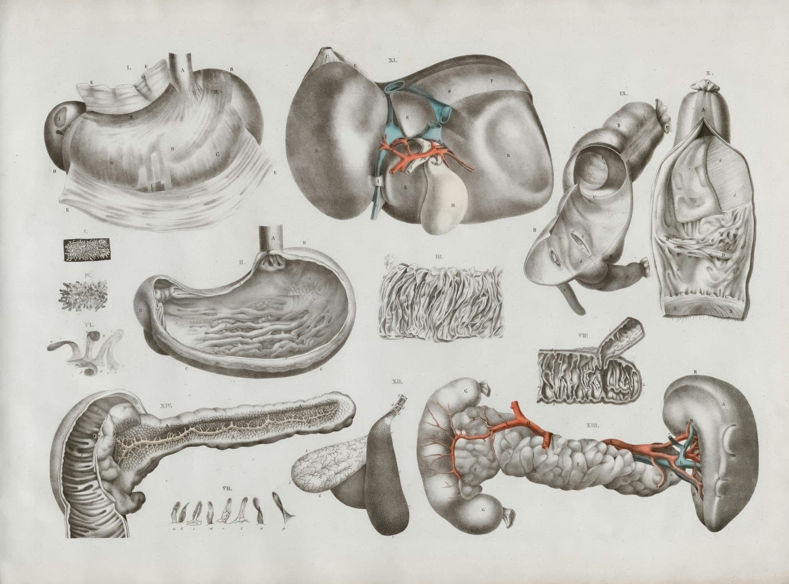 Ein alter anatomischer Stich von Magen und Verdauungsorganen